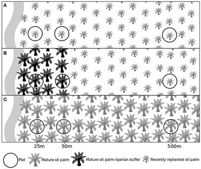 Effects of Replanting and Retention of Mature Oil Palm Riparian Buffers on Ecosystem Functioning in Oil Palm Plantations